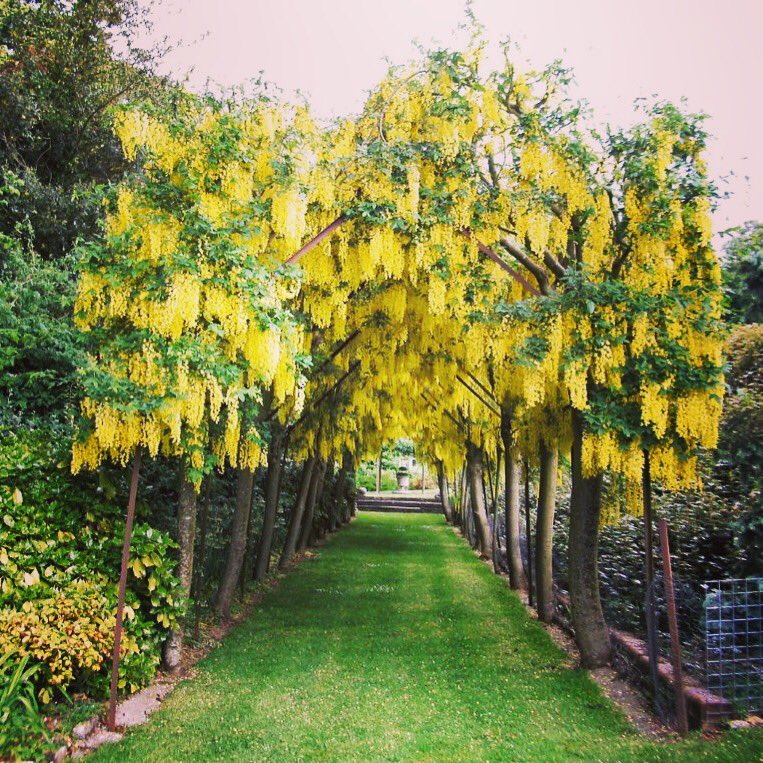 YarlingtonHouse's tweet photo. The pergola set within the gardens is licensed for a wedding ceremony, a beautiful country location for a #wedding before enjoying your reception on the lawns in front of the house in a marquee of your choice! #weddingplanning #weddingvenue https://t.co/S8B5rjrCuy