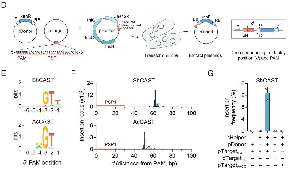 mmw_lmw's tweet photo. #CRISPRtargeted #DNAinsertion | RNA-guided DNA insertion with CRISPR-associated transposases | Feng Zhang @broadinstitute @sciencemagazine https://t.co/mI9C1Sfdfq https://t.co/ix1WqYEzl7