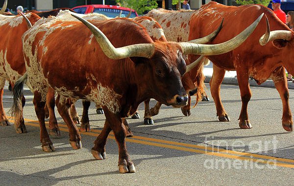 lamonica_paul's tweet photo. New artwork for sale! - "Downtown Cattle Drive" - https://t.co/ZxUTZJV5AW @shoppixels https://t.co/WfwT7zQFgl