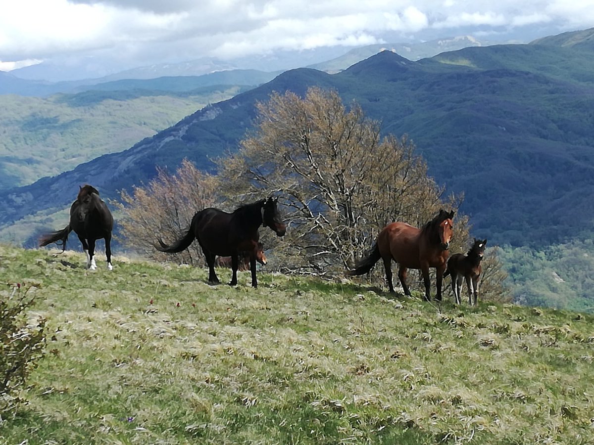 ImKo86's tweet photo. Spettacolo sull'Appennino 🐎⛰😊
#MontePolo
#ValParma 
#ValBaganza https://t.co/7RW0ui2Jg4