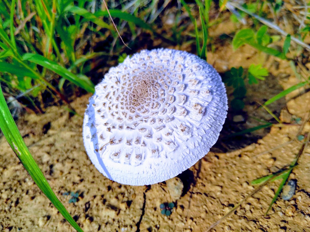 #Amanita abrupta.
Camera: #Motorola Moto G7 Power.

#mushroom #mushrooms🍄 #mushrooms #mushroomhead #mushroomhunters #meringuemushrooms #mushroom🍄 #mushrooms_of_our_world #mushroompicking #mushroomphotography #mushroomhunter #mushroomhunting #mushroomsociety