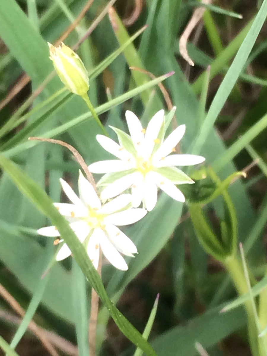 shotbert's tweet image. @BSBIbotany @wildflower_hour 
Spotted lots of this stunning little flowers , any ideas what they are