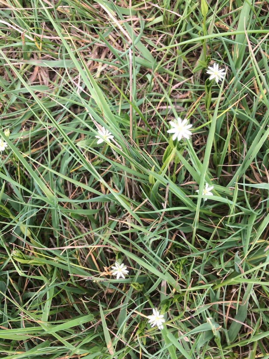 shotbert's tweet image. @BSBIbotany @wildflower_hour 
Spotted lots of this stunning little flowers , any ideas what they are
