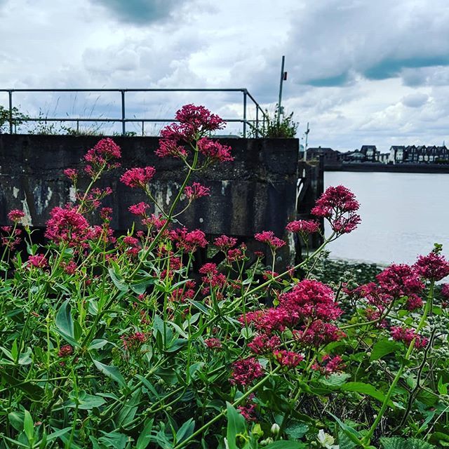 sammitc100's tweet photo. #walking @royal_greenwich #sunday #couplelove https://t.co/3MAzdIxSIa https://t.co/3TH8u02nRM