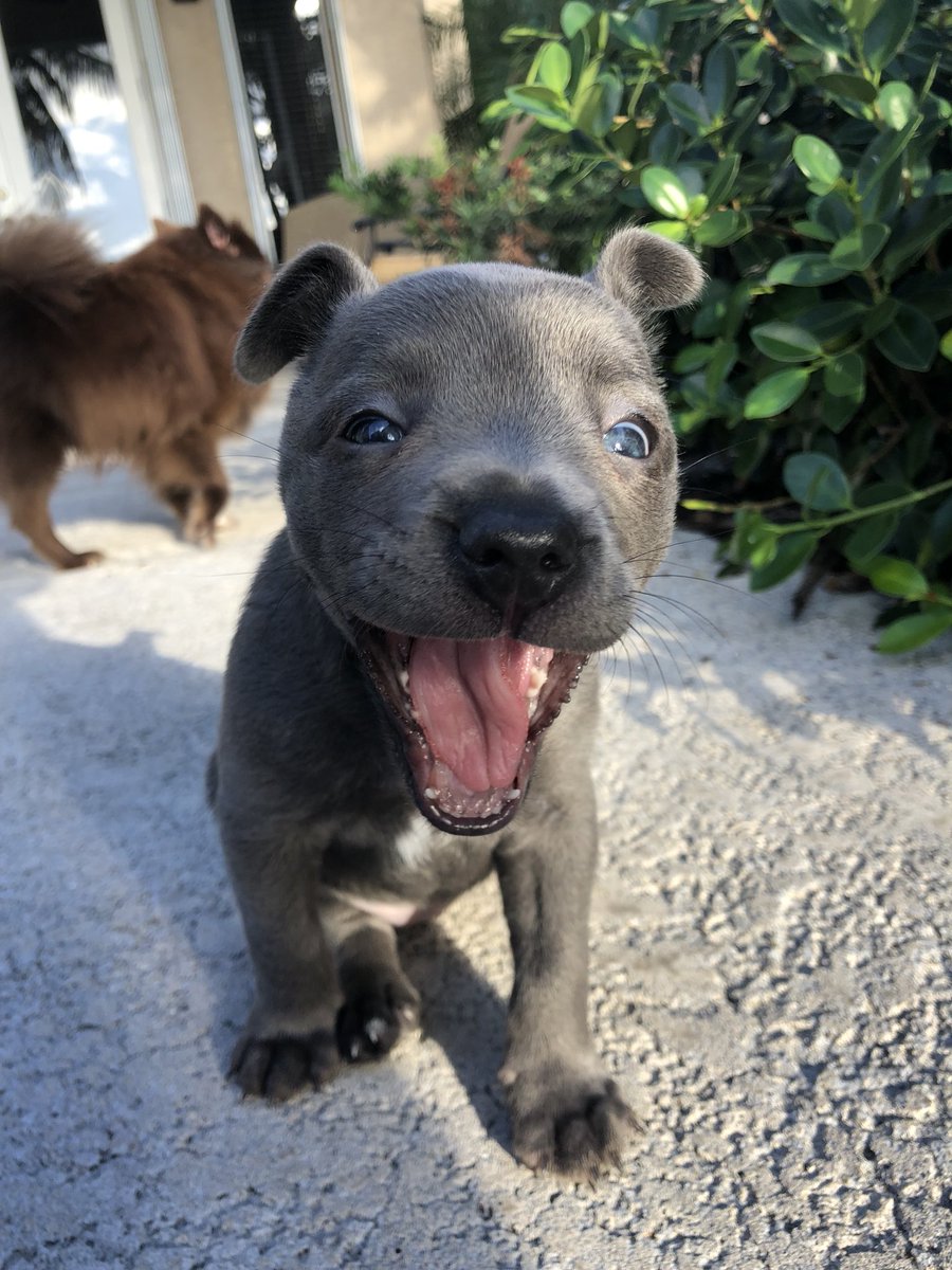 savmontano's tweet photo. pupdate https://t.co/uUJQ7c1GWy