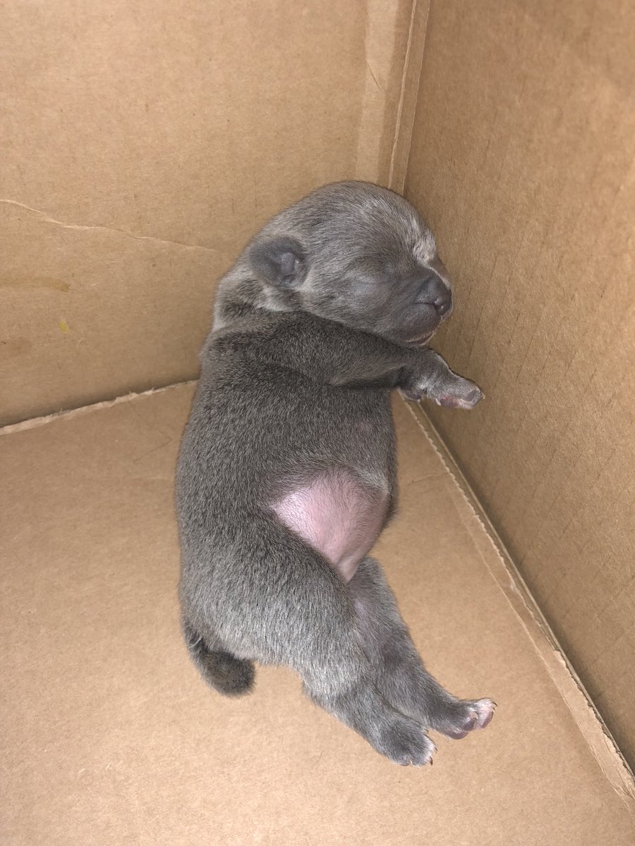 savmontano's tweet photo. pupdate https://t.co/uUJQ7c1GWy