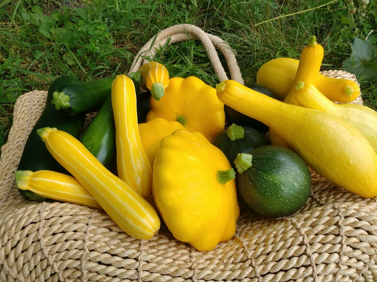 lewisginter's tweet photo. Nothing says summer quite like baskets overflowing with #zucchini and #yellowsquash! This year, the Kroger Community Kitchen Garden is growing over seven scrumptious varieties for our friends at #FeedMore to enjoy. ~Laurel Matthew, Senior Horticulturist
#RVA #GardenSun #Sunstripe https://t.co/JNfgf9hl3t