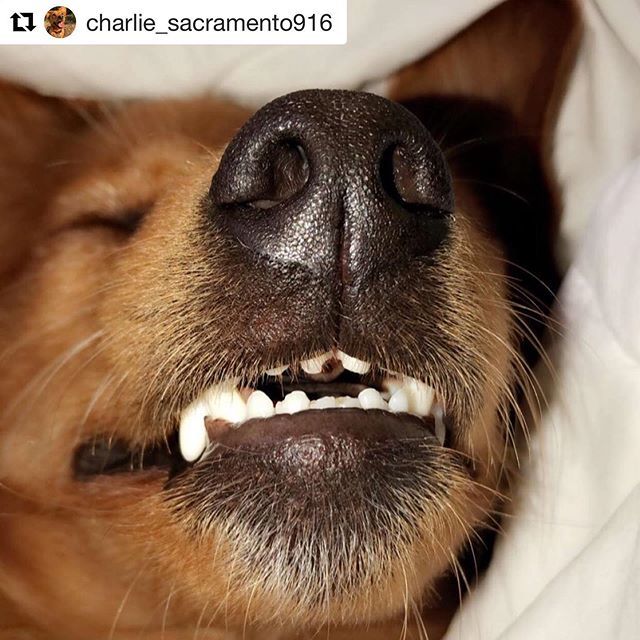 DogsSac's tweet photo. 5 more minutes.....💤💤
.
.
#Repost @charlie_sacramento916
・・・
Sundayzzzzzzz #dogsofinstagram #sacdogs #sactowndogs #sacramento #california #muttsofinstagram https://t.co/R9ejfL5vQ0 https://t.co/bNmetX6oQ9