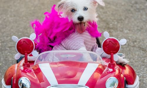 C'mon down the Avenue for #HONfest2019. Don't circle around, we've got a slew of convenient parking! buff.ly/2WmqtsL