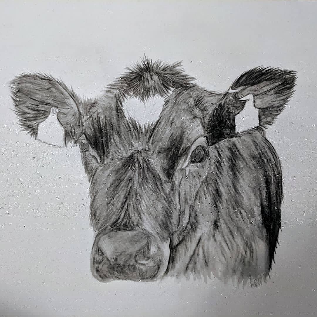 Abzterrox's tweet photo. I often get visited by some young cows in the field behind our back garden and I try say hello as often as I can; they're super cute!

#pencildrawing #cow #cowdrawing #countryside #countryartist #countryart #cowfanatic #beautifulworld #cornwall #cornish #farming https://t.co/9AvdLXT68A