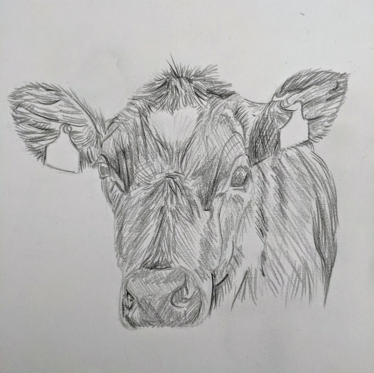 Abzterrox's tweet photo. I often get visited by some young cows in the field behind our back garden and I try say hello as often as I can; they're super cute!

#pencildrawing #cow #cowdrawing #countryside #countryartist #countryart #cowfanatic #beautifulworld #cornwall #cornish #farming https://t.co/9AvdLXT68A