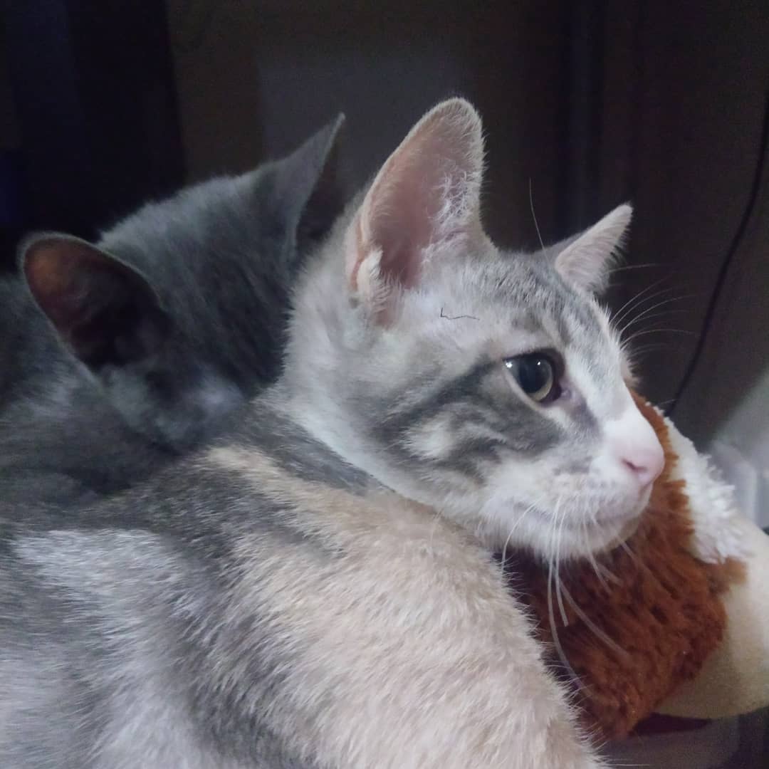 alwaysday_dream's tweet photo. Duchess. Making silver and gold the perfect combo with brother Drogon in the background😍💖💛 #egyptianmau #kittens #halfface #silver #gold #littermates #drogontheking #duchessandkittens https://t.co/YBNXgVNxKh