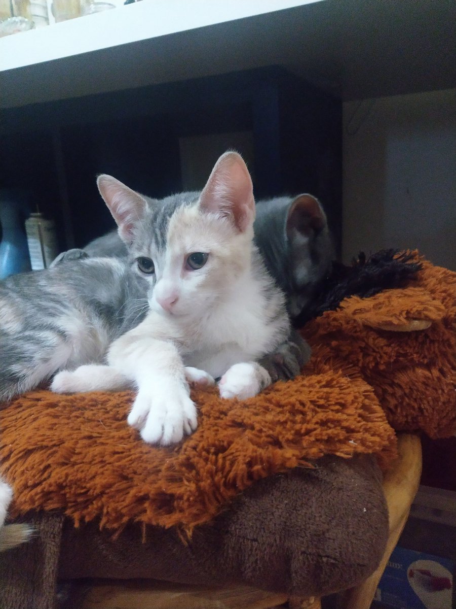 alwaysday_dream's tweet photo. Duchess. Making silver and gold the perfect combo with brother Drogon in the background😍💖💛 #egyptianmau #kittens #halfface #silver #gold #littermates #drogontheking #duchessandkittens https://t.co/YBNXgVNxKh