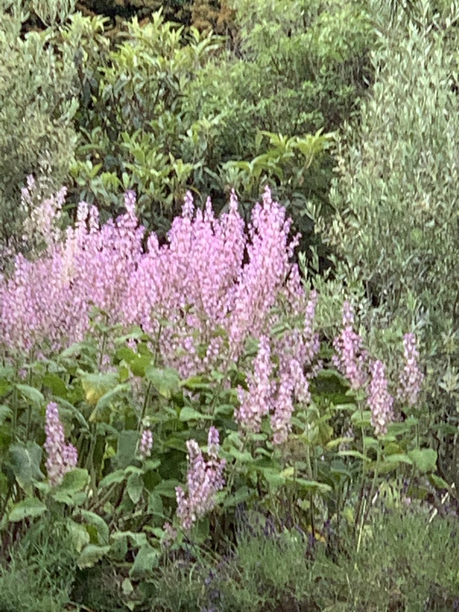 Lebanese_Writer's tweet photo. A beautiful weekend garden hopping during Open Garden Squares weekend. My favs were Cadogan (both of them) Pembridge and Thurloe #OGSW2019. https://t.co/oCdAGzBd58
