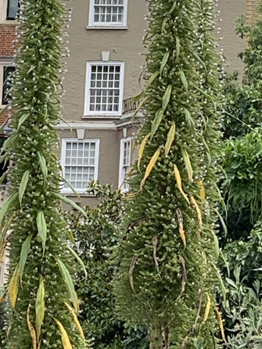 Lebanese_Writer's tweet photo. A beautiful weekend garden hopping during Open Garden Squares weekend. My favs were Cadogan (both of them) Pembridge and Thurloe #OGSW2019. https://t.co/oCdAGzBd58