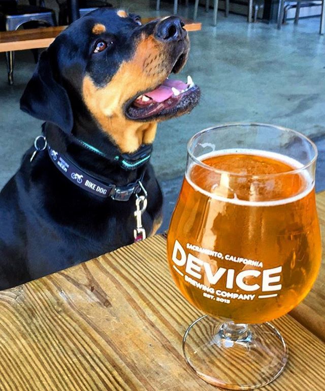 DeviceBrewing's tweet photo. Itโs a beautiful day. Take your human out for a beer. Our patio is Max Dog approved ๐๐๐ป ๐ธ: @greatbeersgoodtimes #dogsofdevicebrewing #dogsandbeer . . .
#beerwithpurpose #communitygrown #familyowned #drinklocalbeer #madeinsac #deviceblocks #theicebloโฆ https://t.co/u7tqXjyTYZ https://t.co/CLPkzdFoR5