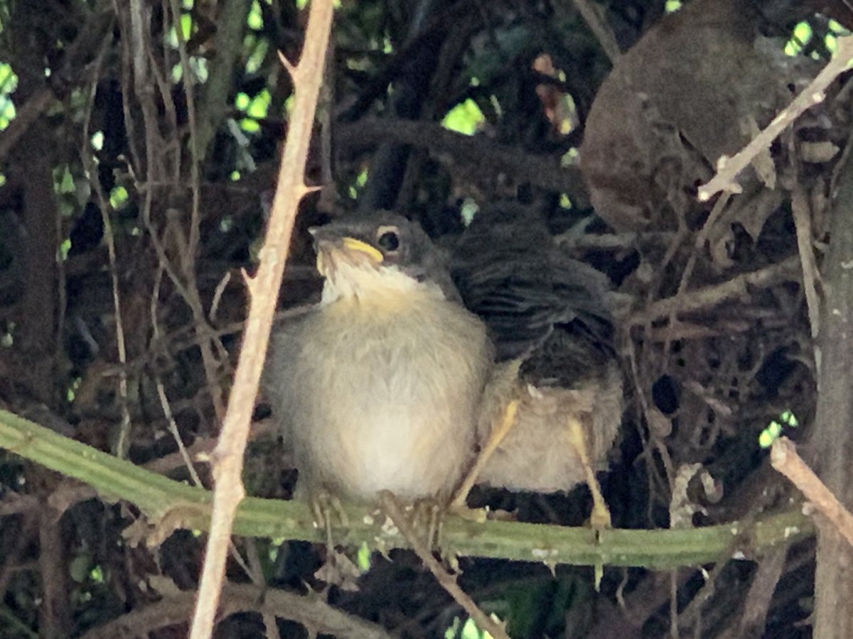 txumicj's tweet photo. Dos nous habitants de #Collserola. Polls de #Tallarol #capnegre (Sílvia melanocephala) acabats de sortir del niu. https://t.co/NJhgCPS9D7