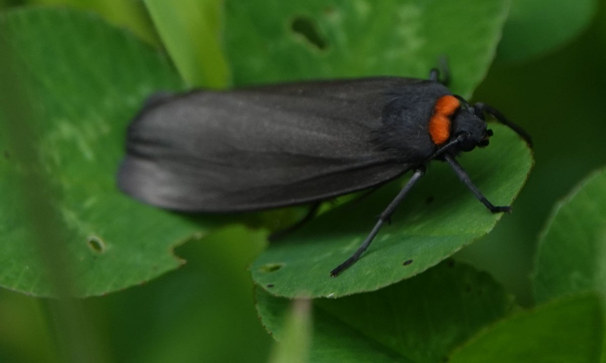 asdes_UK's tweet photo. What moth is black and red but not a Cinnabar or Burnet? Perhaps @BritishMoths could help? https://t.co/qdan2xwVIz