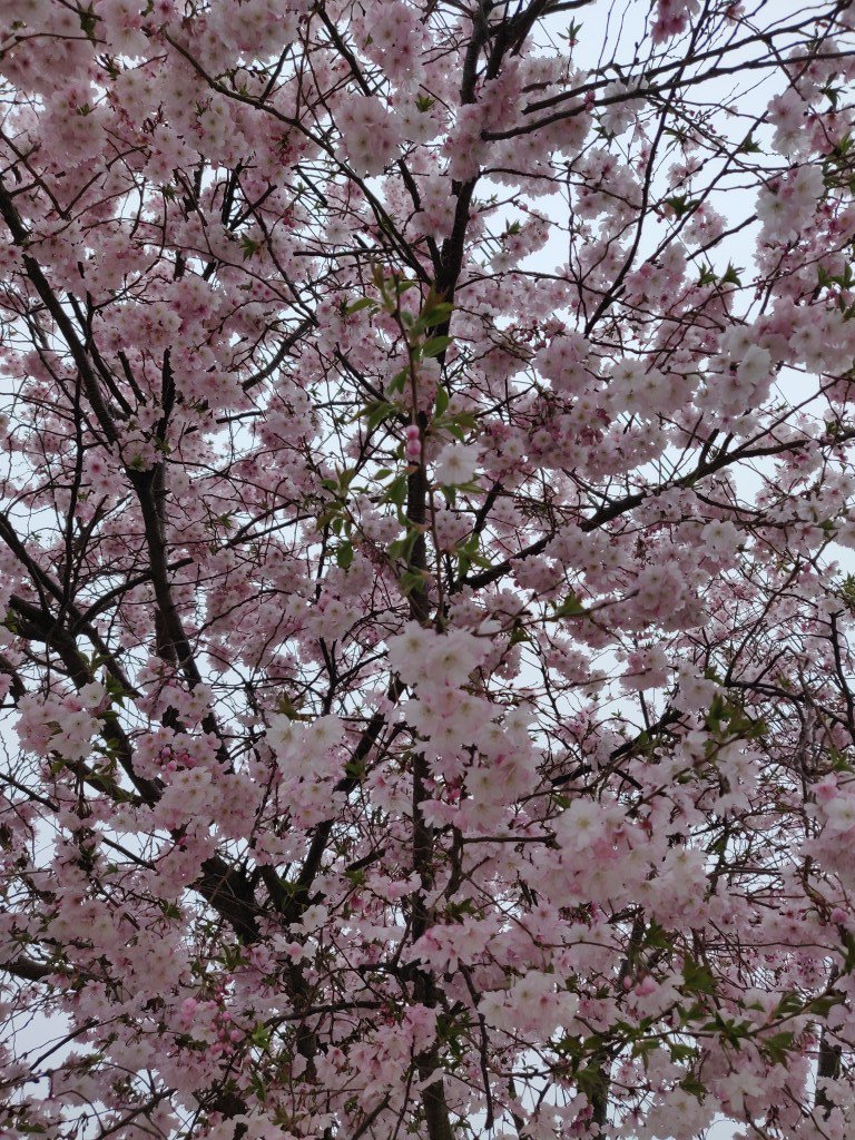 poolshir's tweet image. More than a month later, here's the second part of my post about my last visit to New York: Fallen In Love (Part 2)
#ShirRocks #poolshir #TryingToStay shir.rocks/fallen-in-love…