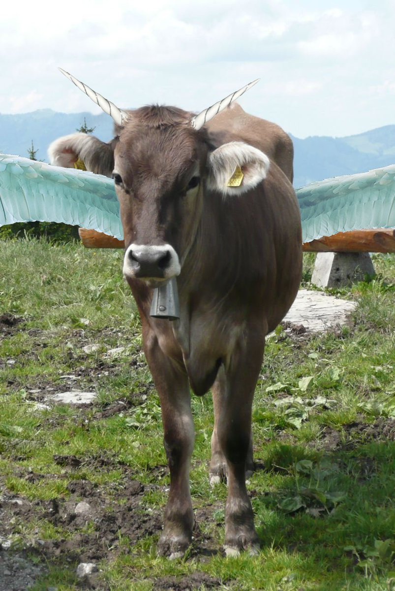 PhotoshopAll's tweet photo. Mir war langweilig. Da hat mir jemand geschrieben ich soll eine Kur fliehen lassen da hab ich Hörner und Flügel dran gemacht und sie fliehen lassen. Wenn ihr wollt kann ich für euch auch Bilder erstellen/bearbeiten
#photoshop https://t.co/fw3So9S04G