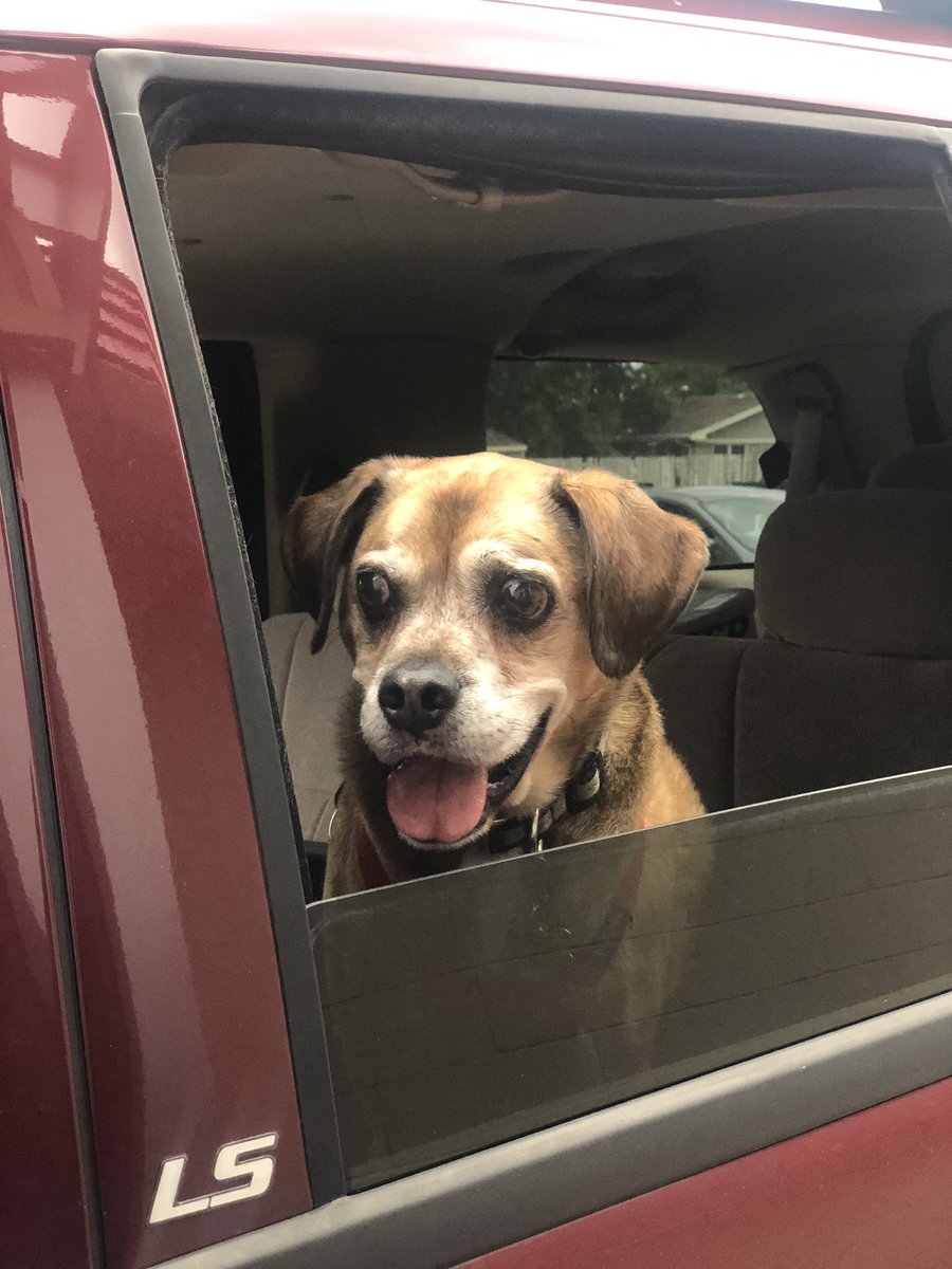 DogsDq tweet picture