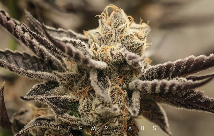item9labs's tweet photo. #StoneySunday with Mendowood 🌲 ⠀⠀⠀⠀⠀⠀⠀⠀⠀
⠀⠀⠀⠀⠀⠀⠀⠀⠀
#thiscouldbeyours⠀⠀⠀⠀⠀⠀⠀⠀⠀
#item9labs⠀⠀⠀⠀⠀⠀⠀⠀⠀
#grownwithintention⠀⠀⠀⠀⠀⠀⠀⠀⠀
#mendowoodstrain⠀⠀⠀⠀⠀⠀⠀⠀⠀
#I9L⠀⠀⠀⠀⠀⠀⠀⠀⠀
#ingoodtimesandgoodhealth
#AZMMJ⠀⠀⠀⠀⠀⠀⠀ https://t.co/YfQcxlYwsg
