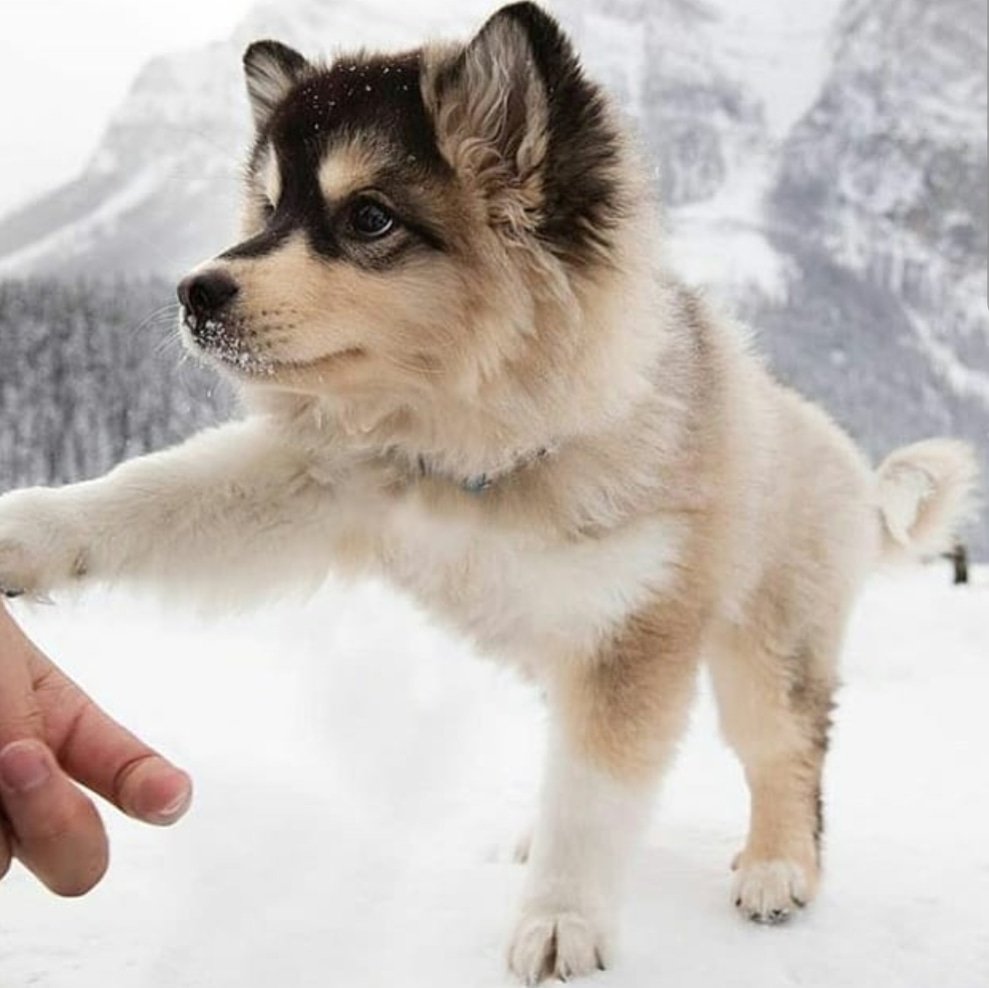 Absolutely Pawfect (GuruCapture) Twitter