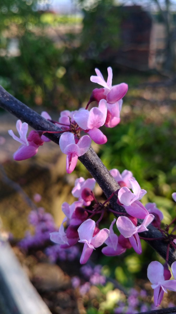 コンプリート 蘇芳花 坂戸壁