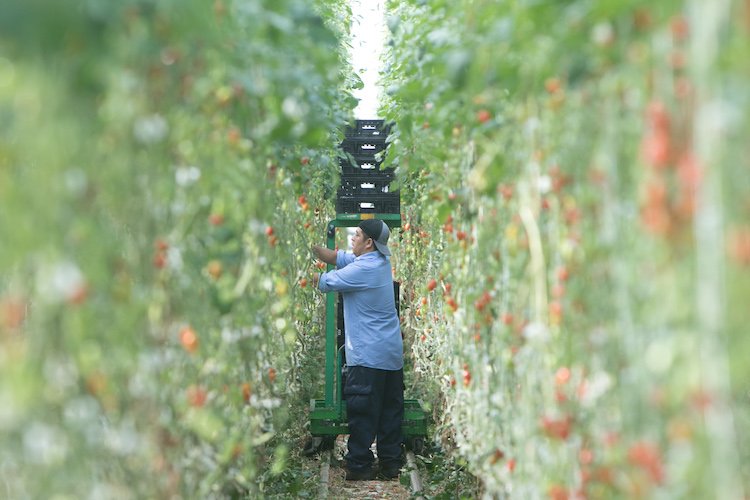 growernews's tweet photo. If you’re a greenhouse grower or operate tunnel houses, you may be interested in taking a survey.
https://t.co/U8e2Fykw4y
#greenhouses @autogrow @nycagcollective #AgTechWeek2019 https://t.co/1Kkp1Slvy5