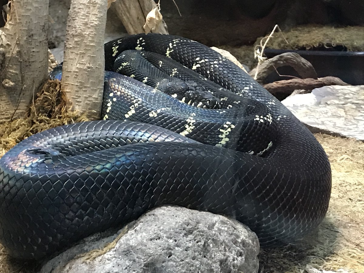 renathedreamer's tweet photo. Another shot of the #YASnake. (My video upload is acting up!) https://t.co/dZMGHTrwvf