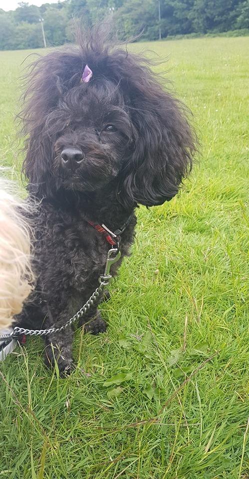 millypod1's tweet photo. 🆘 SHELBEE #Lost Black Poodle Toy Female
She has a purple bow in her hair. Very timid
nr Burton Salmon at 9.50pm been missing since 2pm #WF11
POSS SEEN : Running towards #Hillam
https://t.co/2vc0UkEIfo https://t.co/pvJQiZJTcD