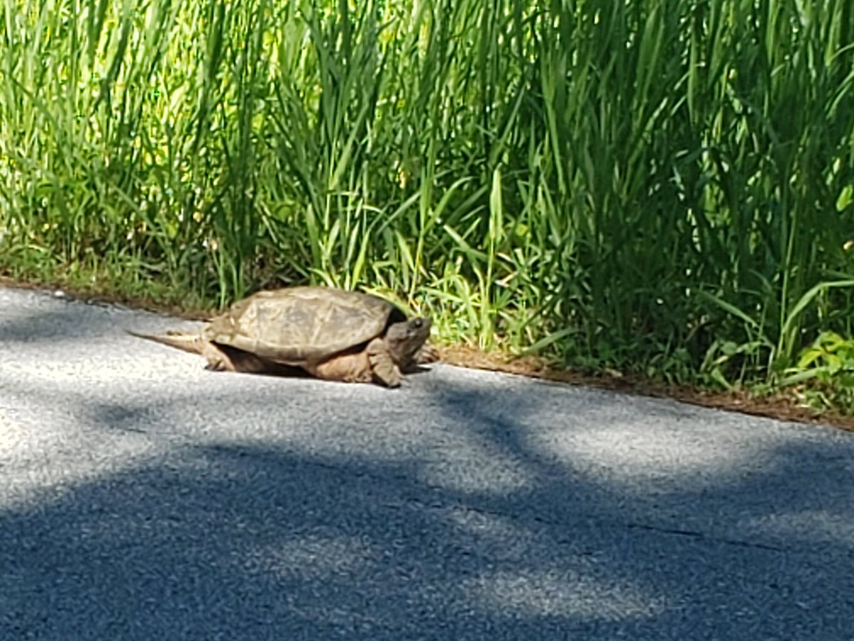 VTpollster's tweet photo. I rode past this guy on my bicycle today. At least I was moving faster than someone.
It's a beautiful day in #Vermont
#SeriouslyOutOfShape https://t.co/kcMdb99xbQ