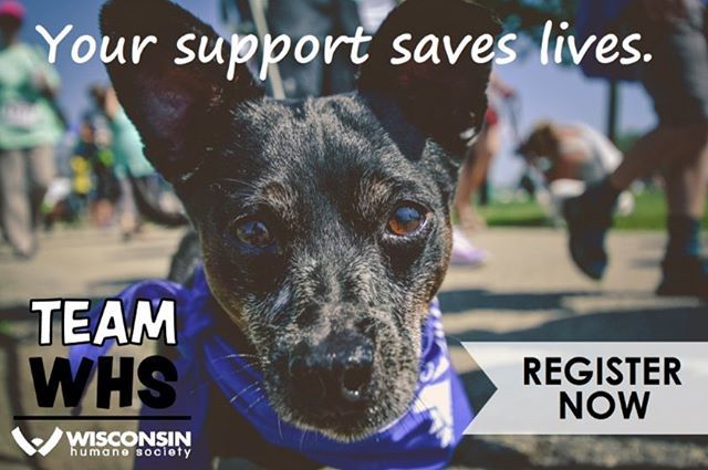 mkelfmarathon's tweet photo. 🐶🐾🐈🦜Do you know that you can run the #lakefrontmarathon as a charity runner with the @wischumane TEAM WHS? Help raise funds to support the animals that WHS serves and we will waive your entry to this year's marathon. Visit the Pre-Race>Charity page on our website for mor… https://t.co/LAozWRQ22I