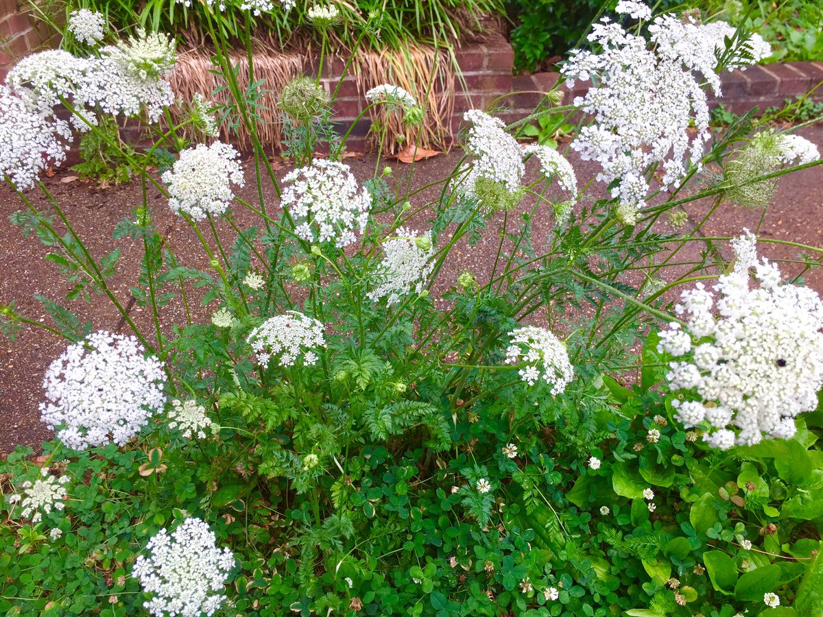 HobanGirl's tweet photo. Ah, modest plants and a simple life ... walking in the rain down #OldTown #Alexandria cobbled walkways. Then a lovely espresso at #Firehook. Sundays are for lolling. https://t.co/zOX29lOEfN