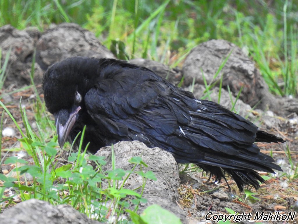 Npo法人札幌カラス研究会 Auf Twitter 昨日のボソ雛の雛寝 Karasu