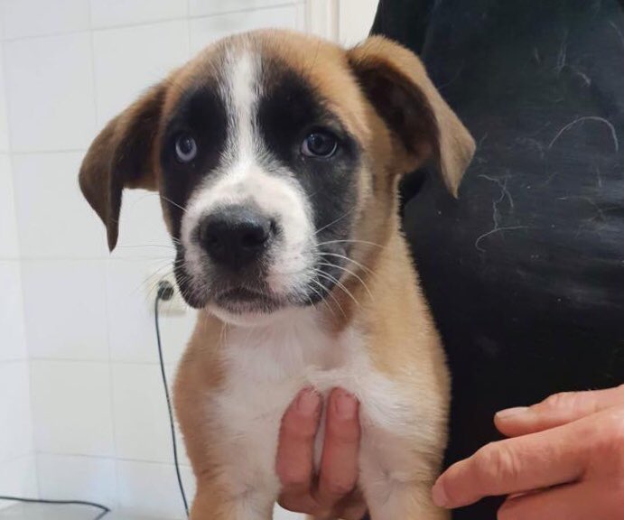ZanteStrays's tweet photo. Dumped, Benjamin (left) looks upset &amp; confused. Luckily his sister Becky is there to tell him (!) that it’s ok now. Sweet boxer-mix pups are looking for homes in #UK #Germany #NL who’s see how precious they are💕

#adoptdontbuy #alldogsmatter #puppies #animalrescue #cute #boxers https://t.co/qqmcKxisIF