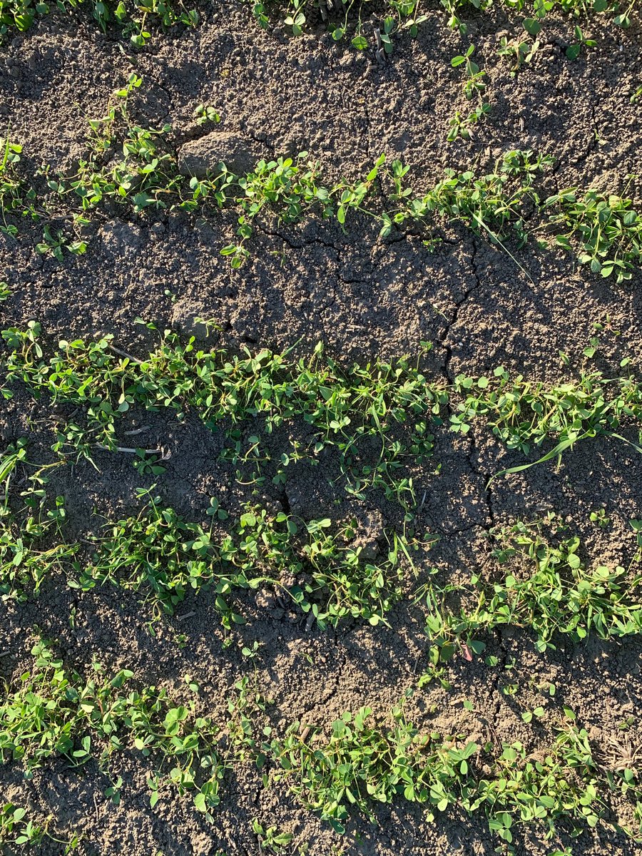 SullivanAgro's tweet photo. Forage supplies have turned a comer on many farms.  scouted  several client  forage seedings last week.  Drilled forages into a firm seeded all seeded week May 6. Looking foreword to haylage harvest by July 10. https://t.co/j3cU63GC2r