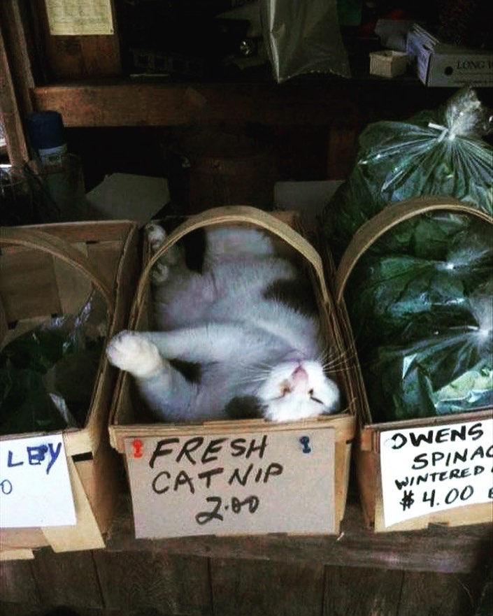 TheCatnipTimes's tweet image. I’m buying what you’re sellin! 

😹 @matron_cathcart

#catnip #thecatniptimes #catnipaddict #catsoftwitter  #catnews