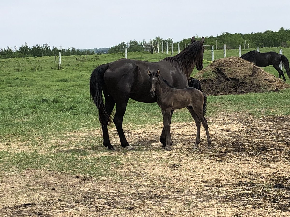karenkitchen_'s tweet photo. Sunday spent as a gopher trapper. Completely worth the time. There homes are just to dangerous for little foals feet. https://t.co/t7oTp8VtdL