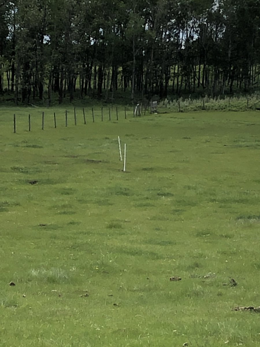 karenkitchen_'s tweet photo. Sunday spent as a gopher trapper. Completely worth the time. There homes are just to dangerous for little foals feet. https://t.co/t7oTp8VtdL