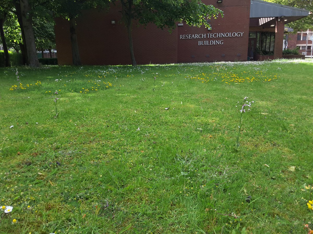MerielGJones's tweet photo. Lovely !! And ore urban bee orchids that escaped #TheMower #wildflowerhour @LivUni Great when organisations allow #GenuineWildflowerMeadow https://t.co/nrMiFAgQWM