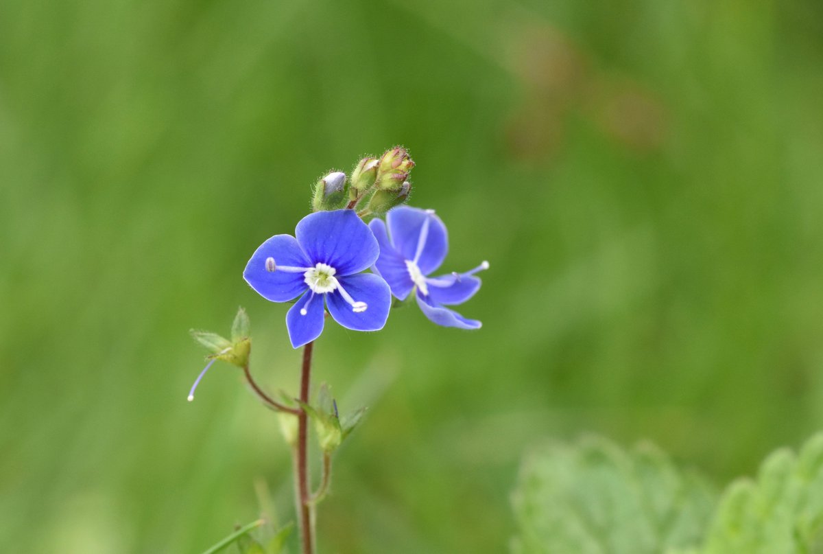 EcoBraine's tweet photo. Splendid summer speedwells! Germander, marsh, wood and thyme-leaved speedwells this week. Speedwells are beautifully modest and way too underrated, not like those show-off orchids 😋 So, I always like to show them some love #wildflowerhour #orchidchallenge https://t.co/ys8gklRKqS