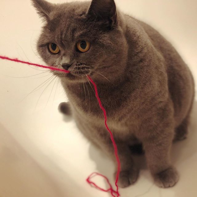 Get Assegut katze Desktop Wallpaper Assegut Katze