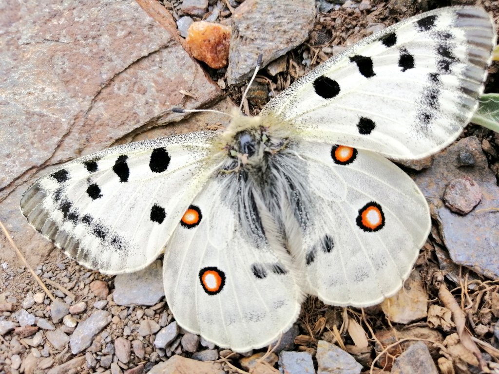 jjalesina's tweet photo. Todo un lujo la ruta de #ElChullo, el punto más alto de la provincia de #Almería, descrita por @Senderosalmeria, y que se completa hasta #LagunaSeca. Y para completar, mi primer ejemplar de #MariposaApolo (Parnassius apolo spp. nevadensis.) 😊😊😊 https://t.co/6Yj5FbrFve