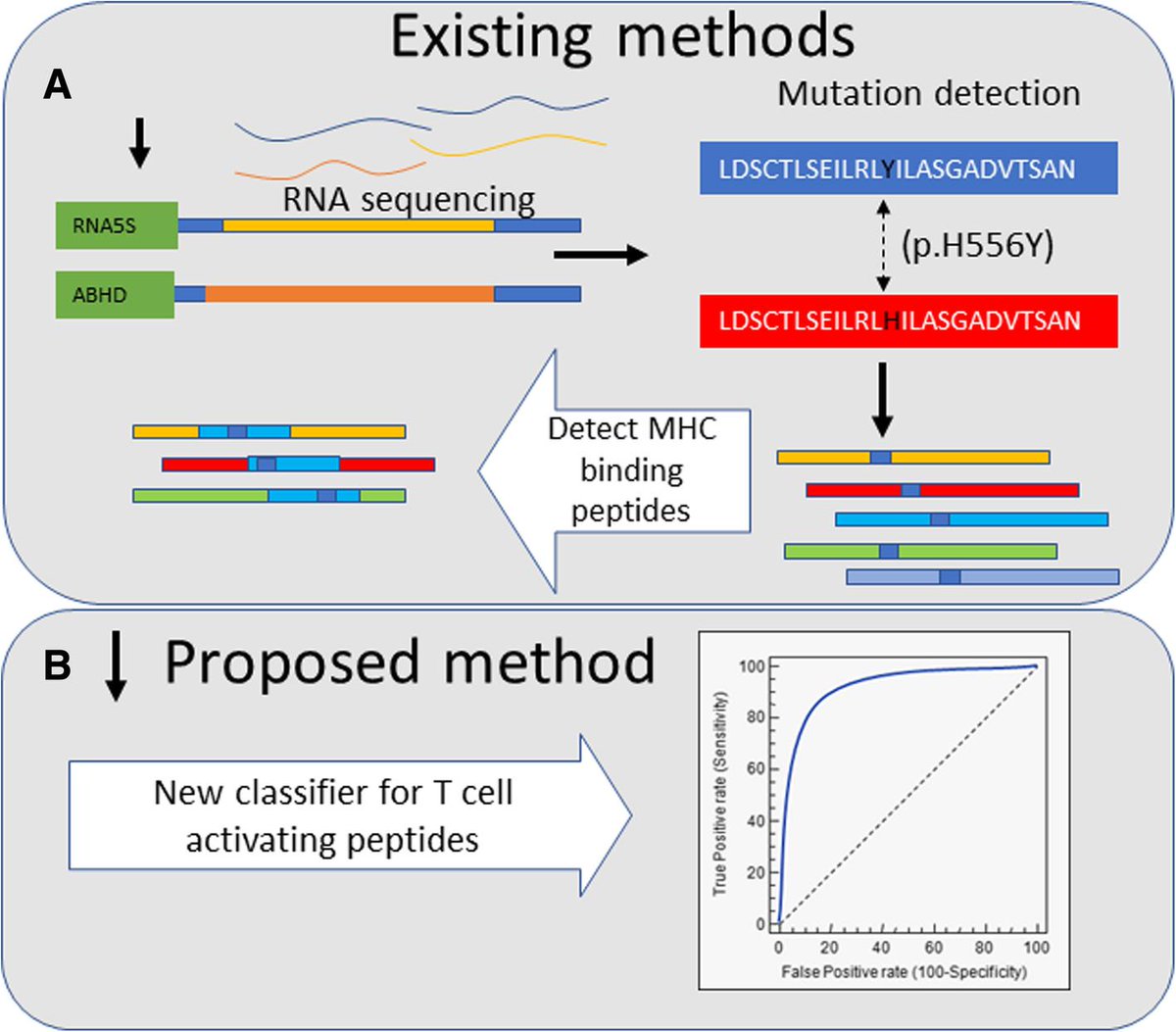 #JITC Research: Level of neo-epitope predecessor and mutation type determine T cell activation of MHC binding peptides jitc.biomedcentral.com/articles/10.11…