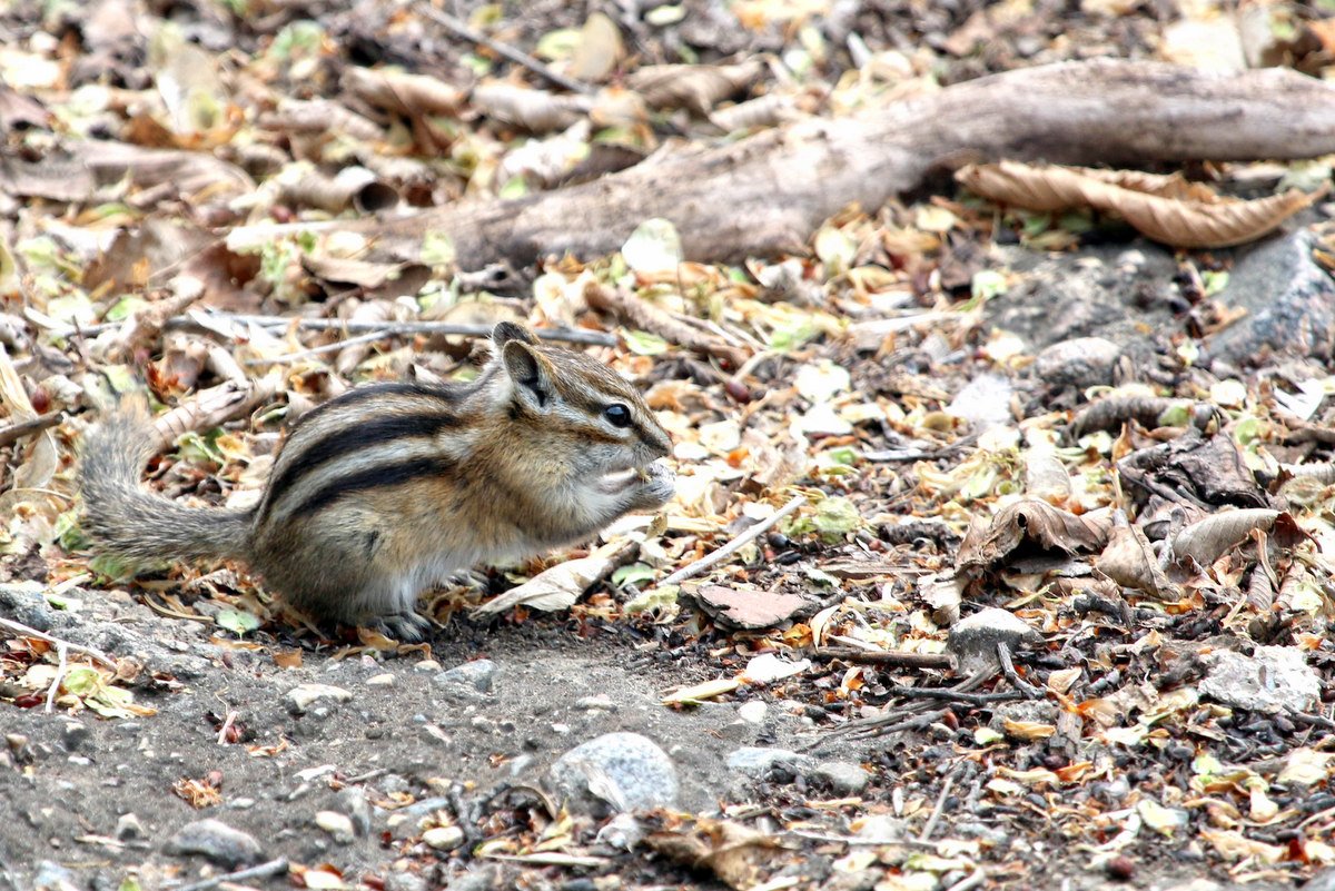 A Least Chipmunk on the Meewasin Trail, Saskatoon.