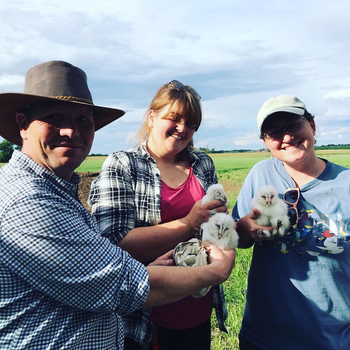 Martin Lines On Twitter Evening Checking Some Of Our Barn Owl