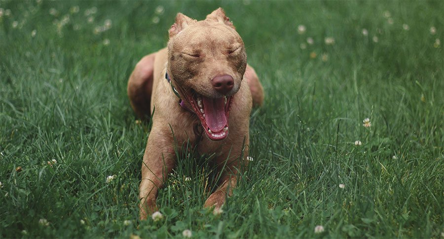 De Perros tweet media
