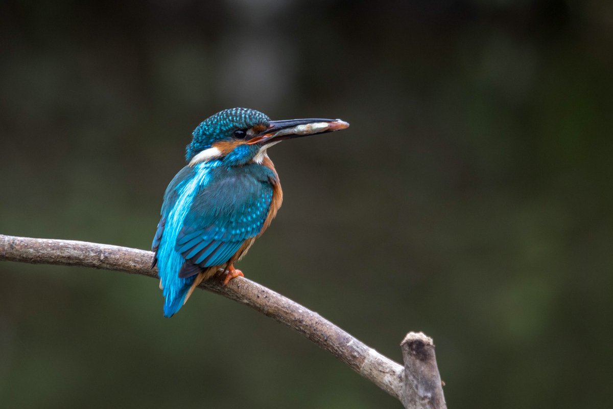 Wildlifehappens tweet media