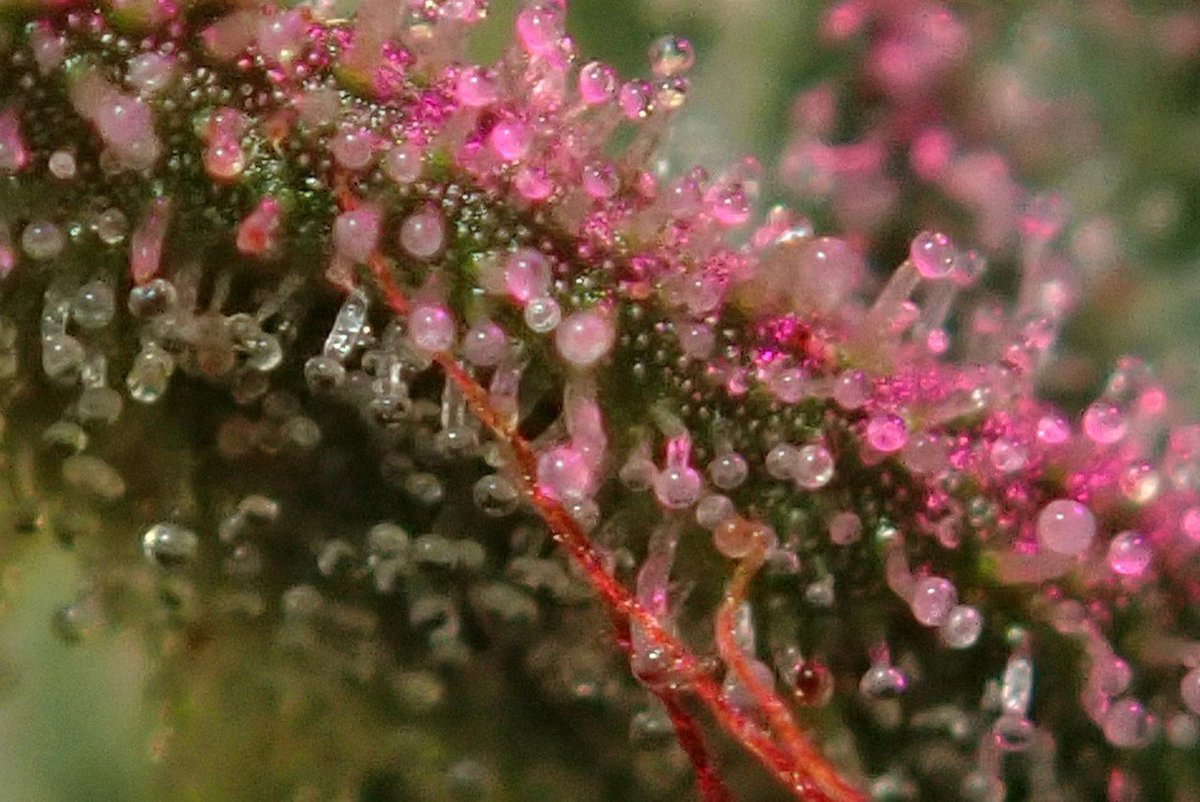 greenfusionled's tweet photo. Beautiful #weedย ๐ฉโ๐พ๐จโ๐จ๐ง
#thousanddollarsmoke #norcal #stoner #pot #stoned #dope #prop215 #certifiedextracts #pullandsnap #nugrun #dewax #dewaxed #dewaxing #customclosedloop #closedloopsystem #goldiegang #yabadabado #socal #medicine #extract #sesh #sb420 #fatdabs https://t.co/Qg8AN1X4VX
